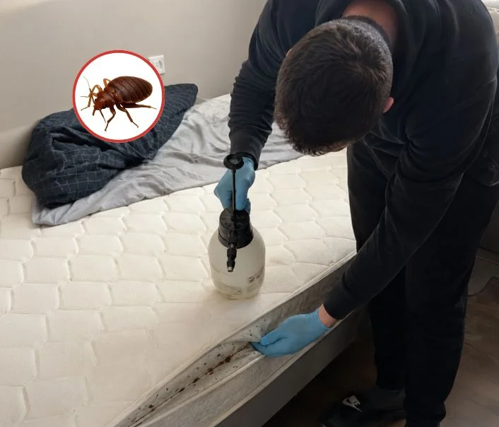 Technicien traitant un matelas contre les punaises de lit à Angervilliers